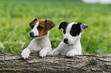 JACK RUSSEL 190